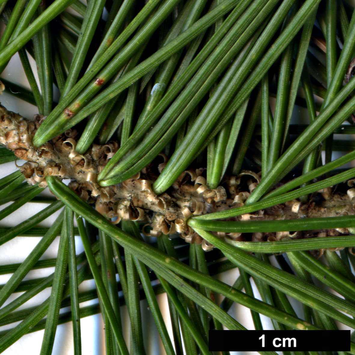 High resolution image: Family: Pinaceae - Genus: Pinus - Taxon: cembroides